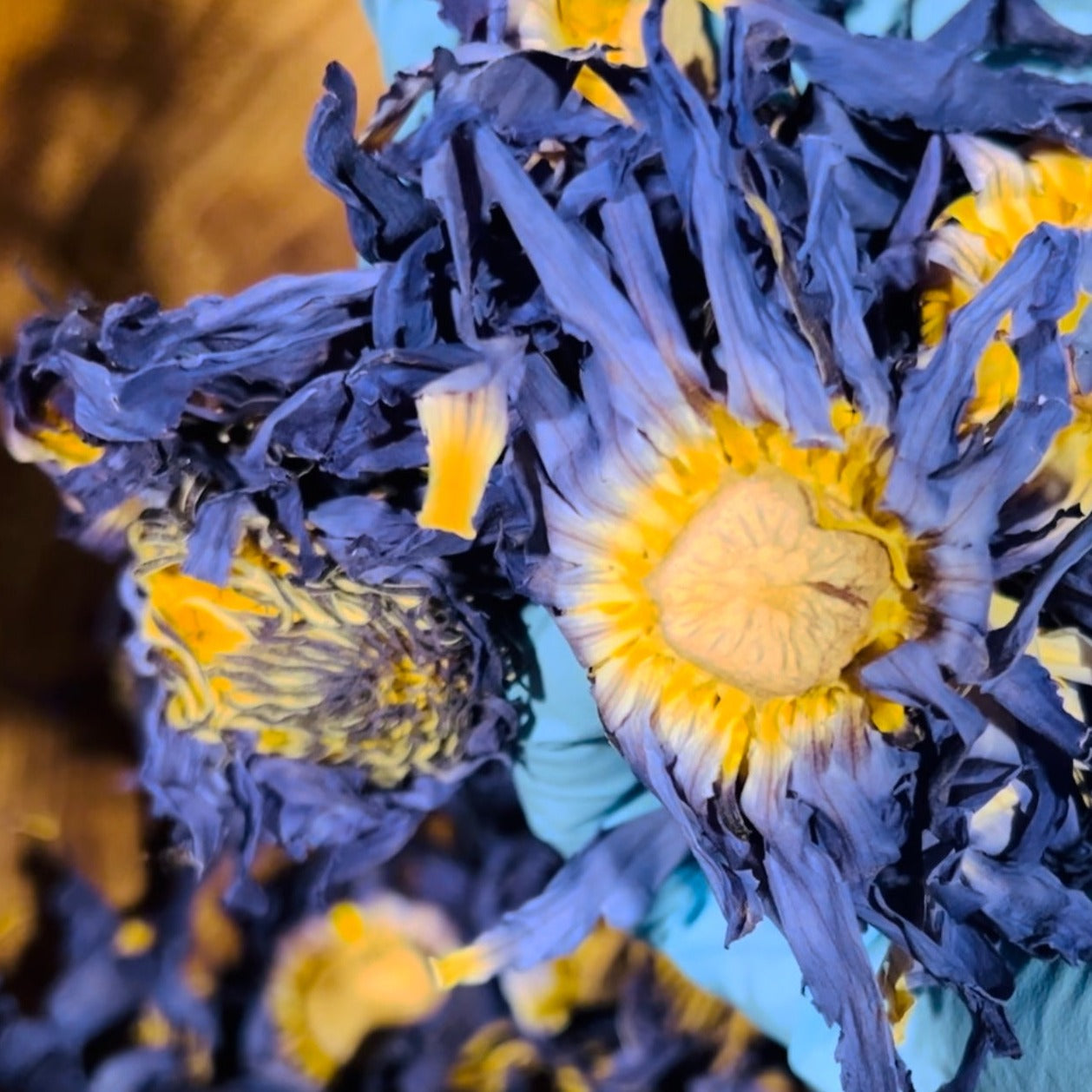 Leaves + Roots + Flowers