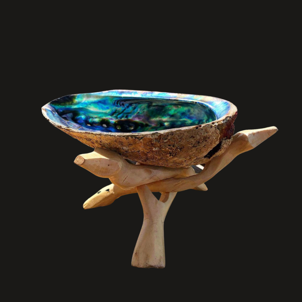 Abalone Shell