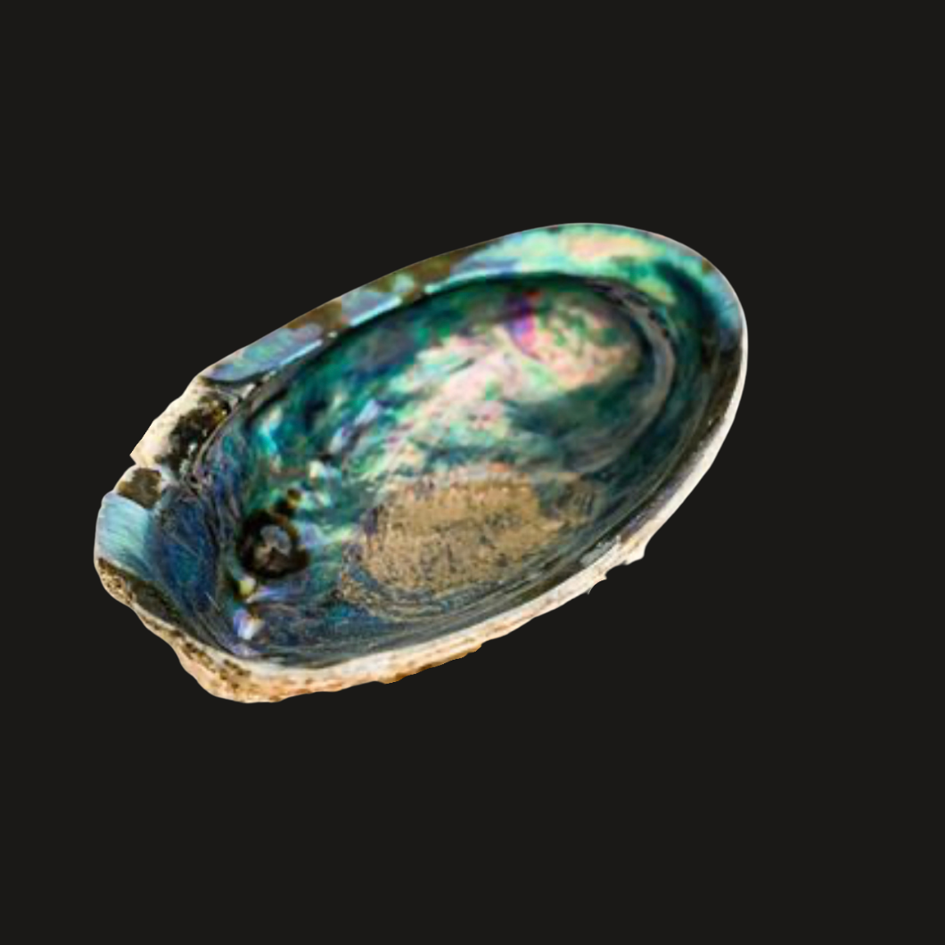 Abalone Shell